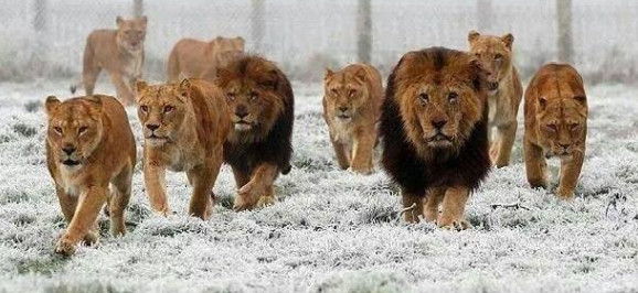 leones ciudadanos